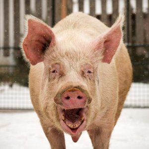 laughing-funny-big-pig-animal-portrait-outdoors-112849270.jpg