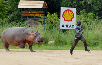 Hippopotamus+the+most+dangerous+animalin+Africa.jpg