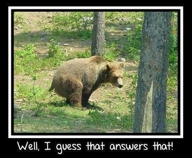 does-a-bear-shit-in-the-woods-funny-pictures.jpg
