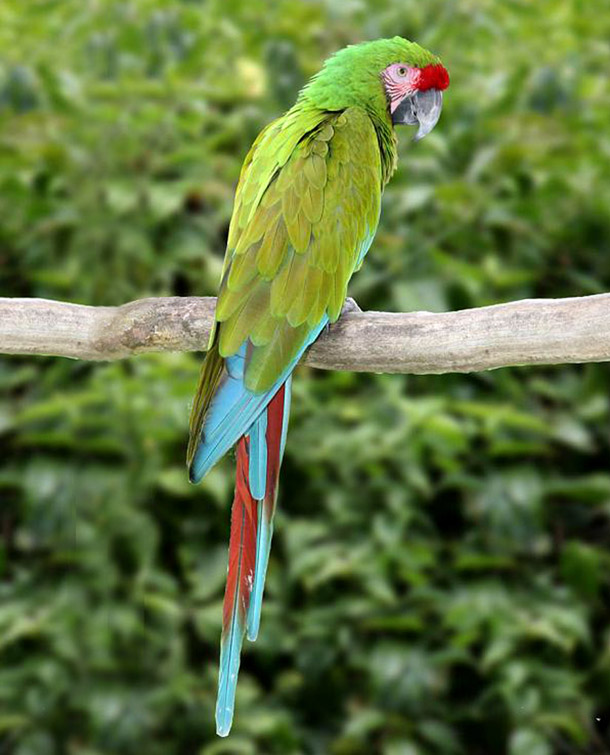 green-wing_macaw.jpg