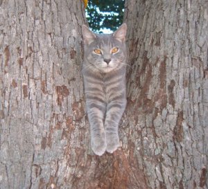 kitty.jpg