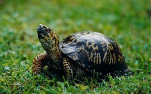 Conkle-WanderingTurtle.jpg