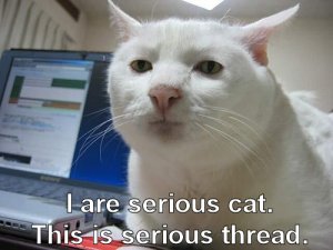 funny_cat_pictures_14.jpg