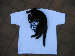 cat2.jpg