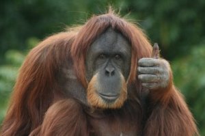 thumbsupchimp.jpg