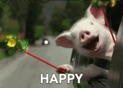happy pig.gif
