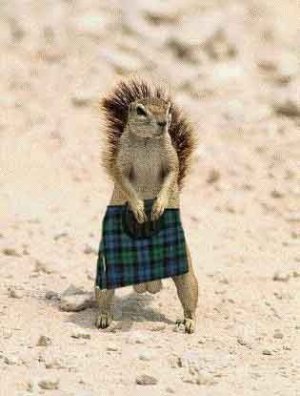 squirrel in kilt.jpg