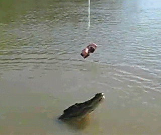 giphy[1].gif