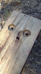 Surprised Plank.PNG