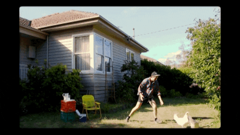 CHICKEN CHASE.gif
