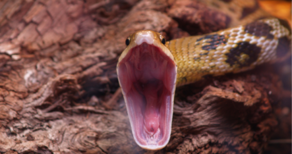 Snake.png