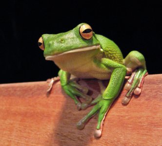 White Lipped Tree Frog.jpg