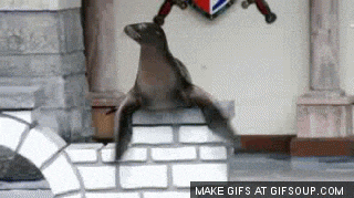 seal-clapping-gif-9.gif