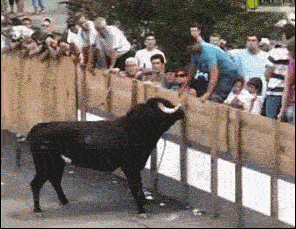 BULLCOW.gif