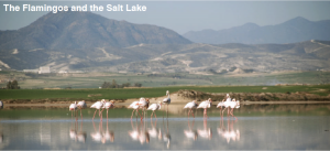 Flamingo.png Flamingo.png