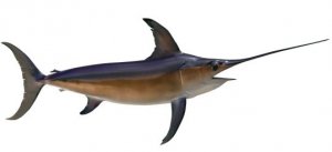 swordfish.jpg