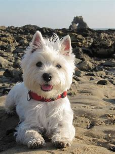 westies pinterest - Bing images (1).png