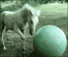 beachball.gif