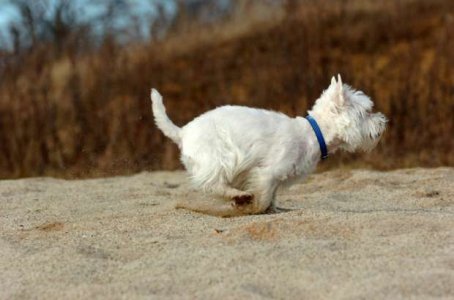 9 Facts About West Highland White Terriers (1).jpg