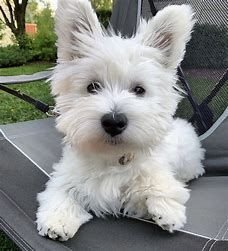 westie photos by pin - Bing images (4).jpg