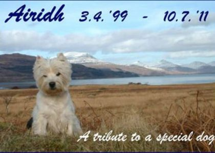 airidh-westie-rehoming (1).png