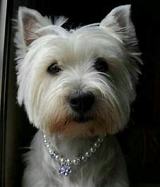 westies pinterest - Bing images (7).png
