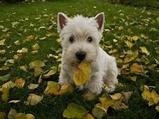 westies pinterest - Bing images (1).jpg