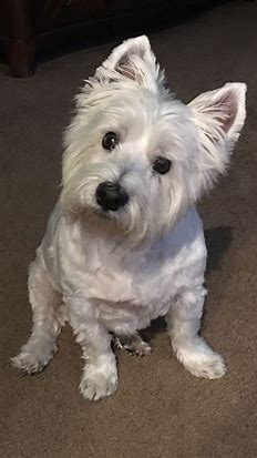 pinterest westies - Bing images (2).png