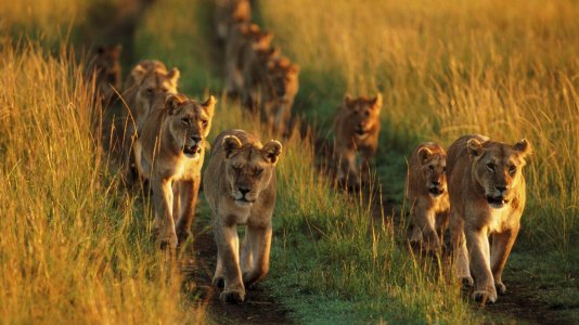 lions.jpg