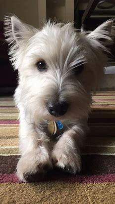 pinterest westies - Bing images (6).png