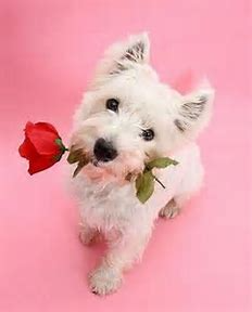 westie pinterest - Bing images (1).png
