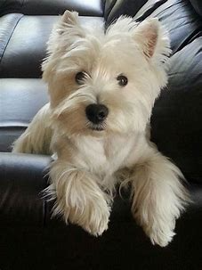 westies photos pinterest - Bing images (11).png