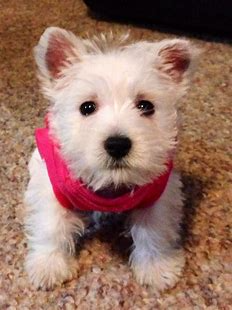 pinterest westies - Bing images (9).png