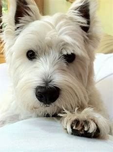 westie pinterest - Bing images (1).jpg
