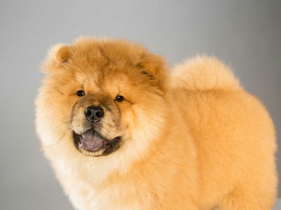 chow_chow_bod_hero-1.jpg