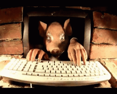 1636488061951.gif