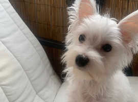 West Highland Terrier Dogs and Puppies UK _ Find Puppies and Dogs at Freeads UK's #1 Classifie...png