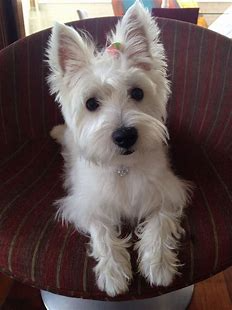 pinterest westies - Bing images (11).png