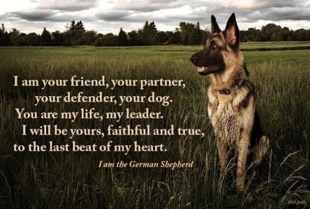 german shepherd saying.jpg german shepherd saying.jpg