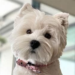 westie photos by pin - Bing images (9).jpg