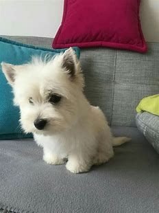 pinterest westies - Bing images (7).jpg