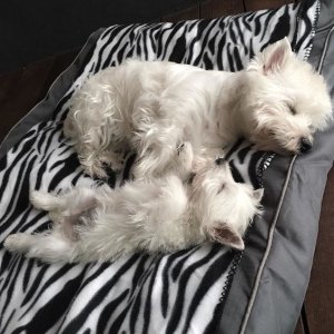 by emma_the_westie (2).jpg
