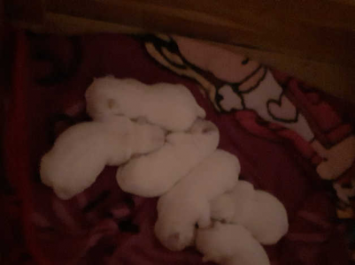West Highland Terrier Puppies - £1,500.png