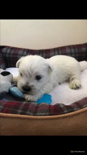 West highland terrier puppies for sale _ Upminster _ Pets4Homes.png