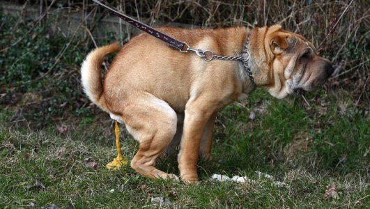 dog-poop-tells-you-6.jpg
