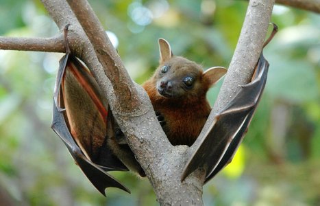 Fruitbat.jpg Fruitbat.jpg
