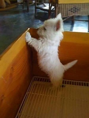 From Love my westy (1).jpg
