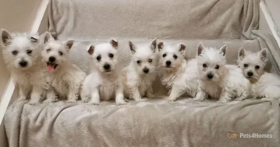 West highland terriers _ South Ockendon _ Pets4Homes.png