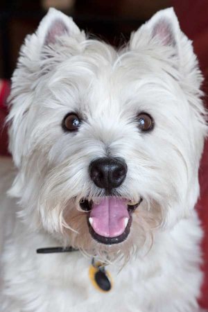 Bode! My west highland terrier (1).jpg