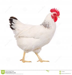 white-hen-14168261.jpg